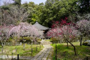 梅の名所　河内長野観心寺と女人高野金剛寺の旅