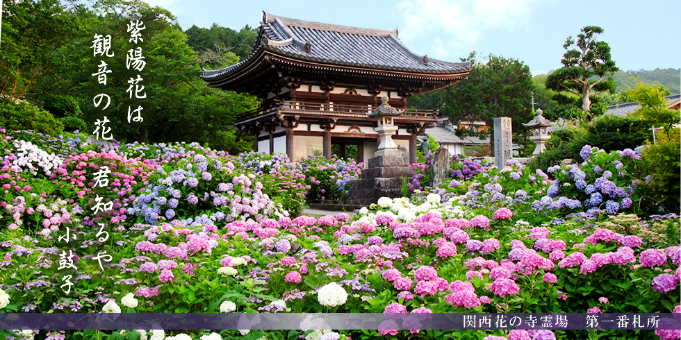 明智光秀が築いた福知山城と丹波あじさいの寺