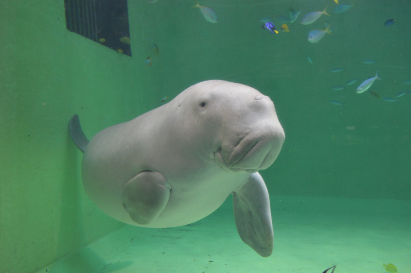 鳥羽水族館